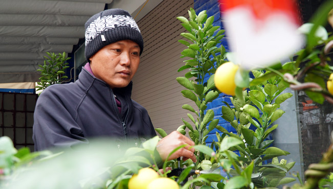 Chanh vàng bonsai phú quý độc lạ thế nào mà gây sốt ở Thủ đô?